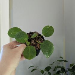 Peperomia Plant