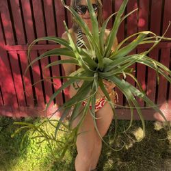 XL Air Plant