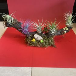 Drift Wood Air Plant N Sacculant  Decoration 