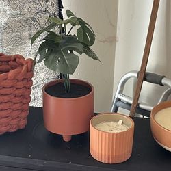 Plants And Candle