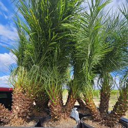 robelines robellines palms triple  