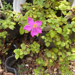 Spanish Shawl