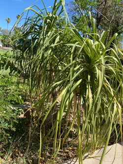 Ponytail palm