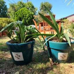 Pair (2) of green ceramic dragon fly pots with amaryllis plants
