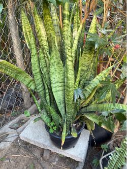 Plant
