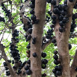 Jaboticaba 