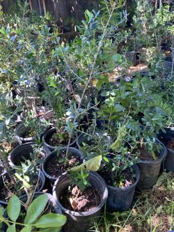 Olive trees, 1 foot tall $10 each