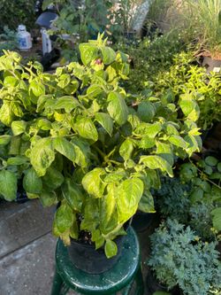 Mata de dos galones de chiles manzanos $20.00 en  Woodburn