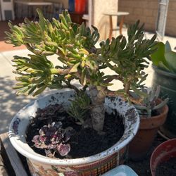 Succulent 