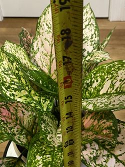 diquat dibromide aquatic herbicide Diquat Herbicide
