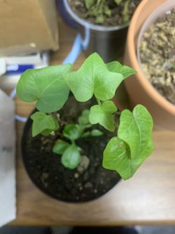 English Ivy Plant
