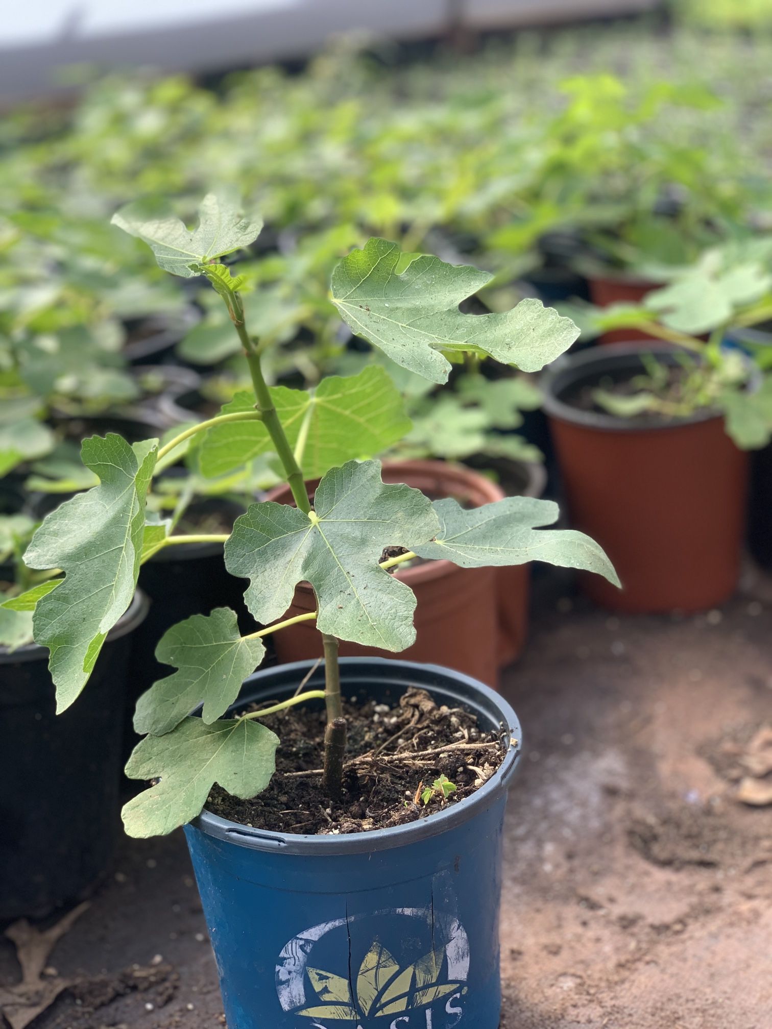 Brown Turkey Fig Tree