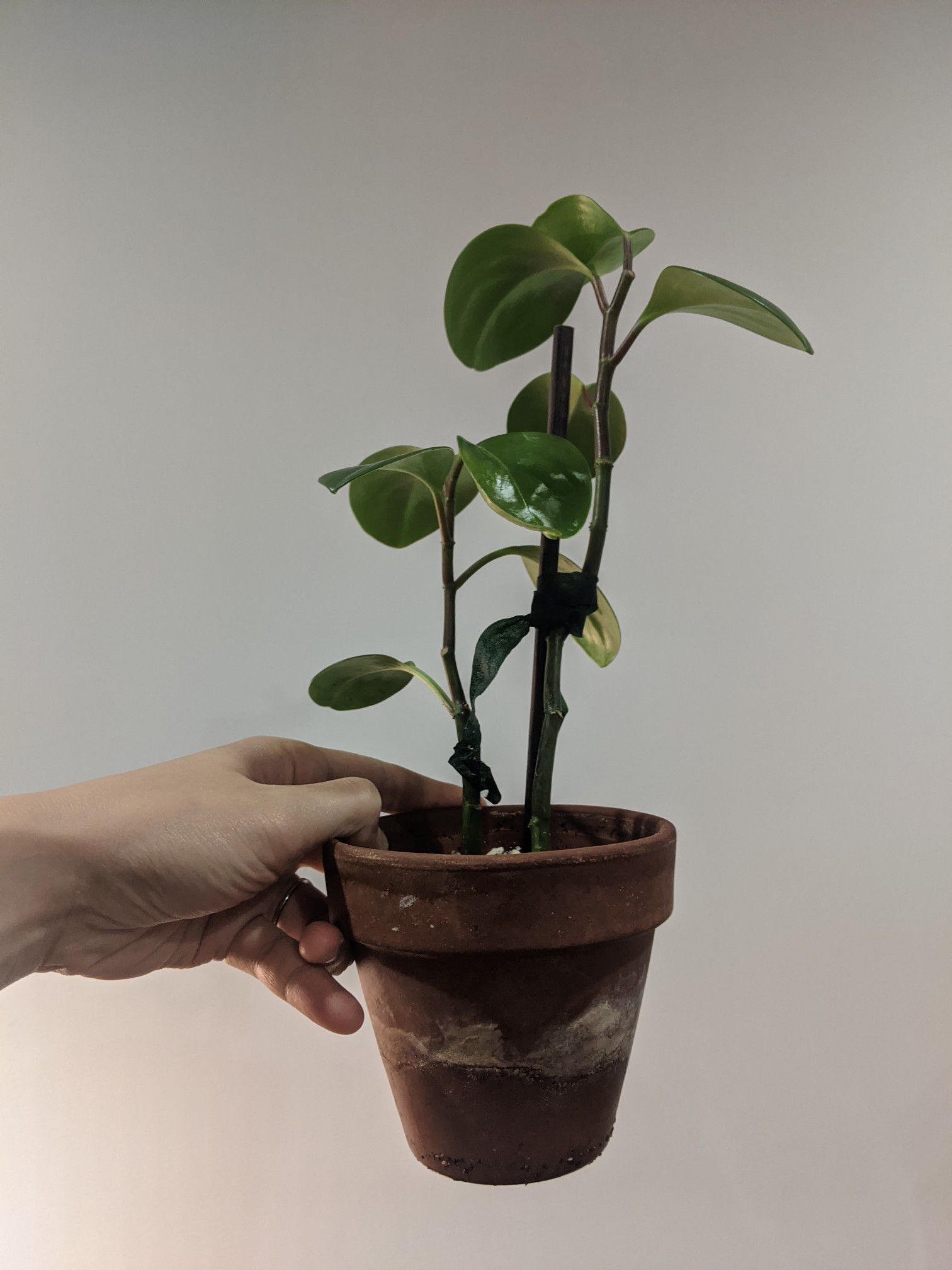 Peperomia obtusifolia plant in 4in terra cotta pot