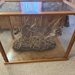 Bobcat And Custom Made Case