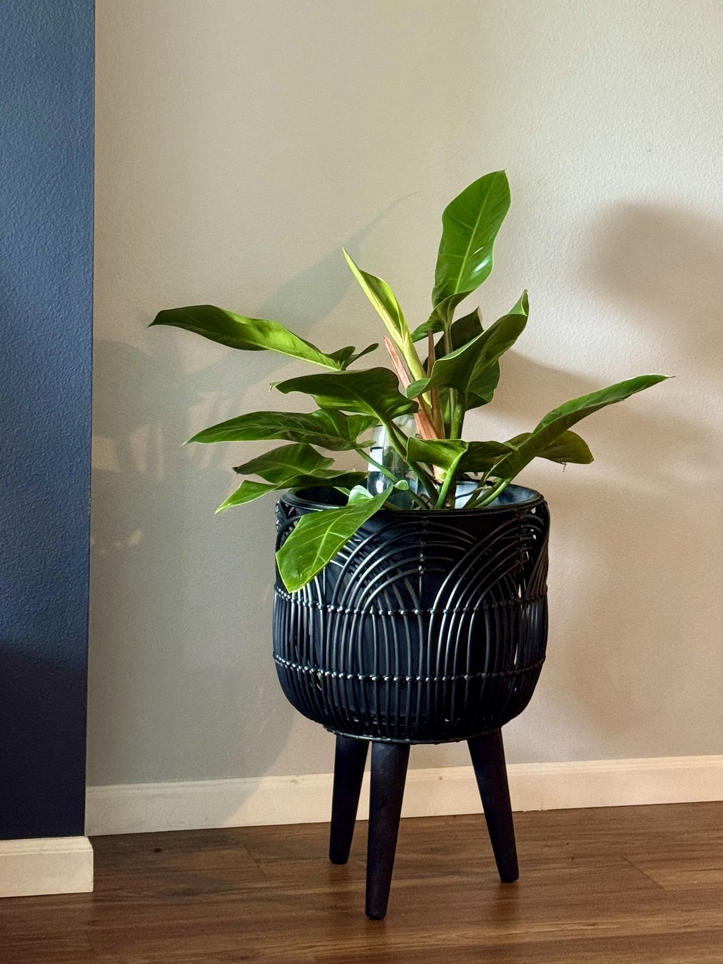Plants For Nicole