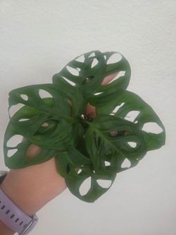 Monstera Adansonii Plant Cuttings
