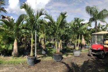 25 gallon Adonidia Christmas palms for sale $120 each