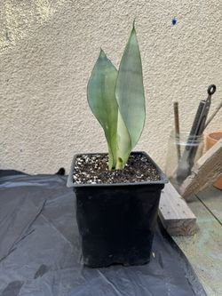 Moonshine Snake Plant