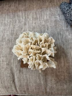 *NATURAL WHITE LETTUCE OCEAN SEA CORAL* Aquariums, Displays, Home Decor 6x4.5X4