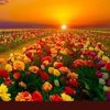 carmen🌹hablo español Sw 93313