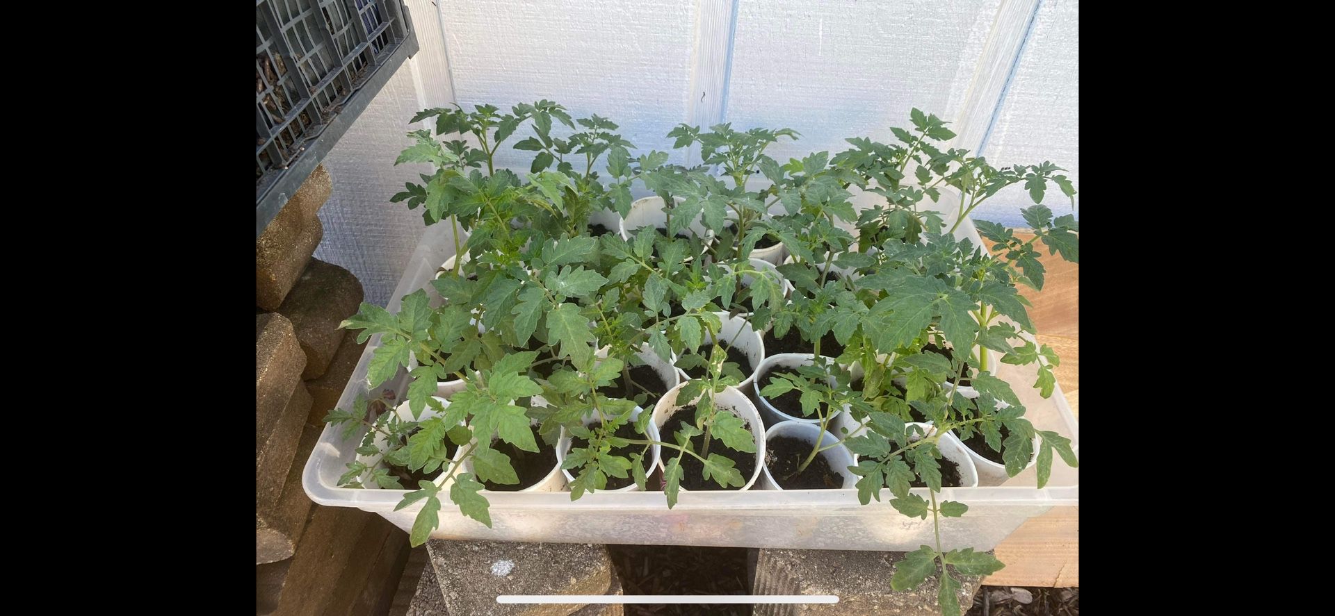 Tomato Plant Starters