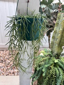 Hoya Linearis $60