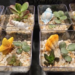 Mini Succulent Arrangements 