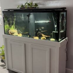 60 Gallon Aquarium Tank