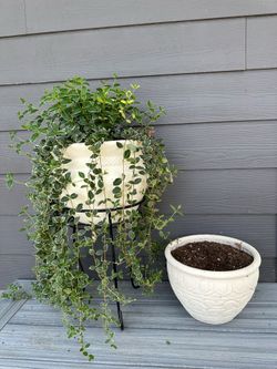 Outdoor Clay Pots