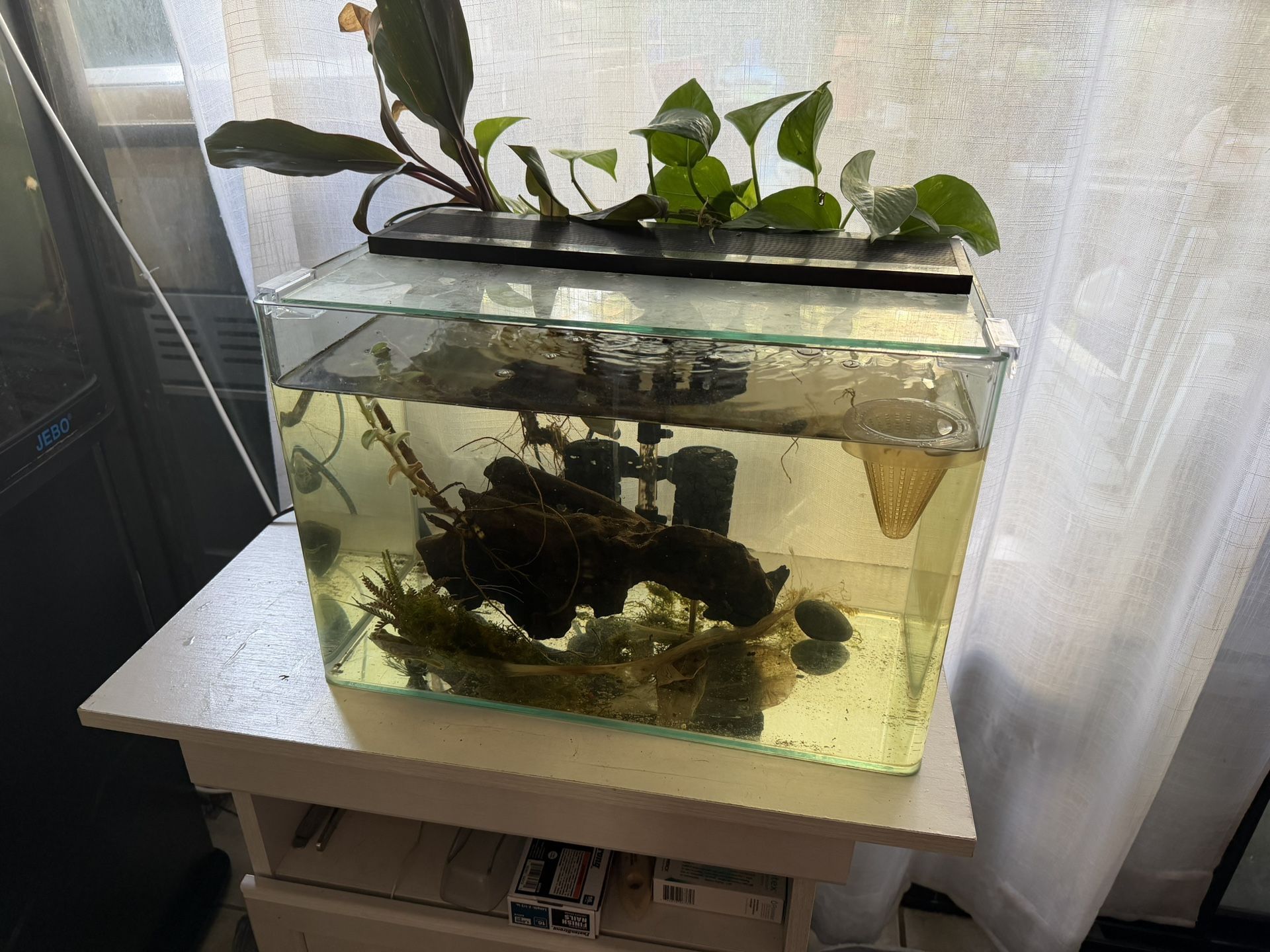 10 Gallon Rimless Curved Tank