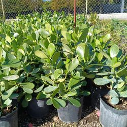 Clusia Privacy Hedge Plants 3gl 🌿🌿$4.50