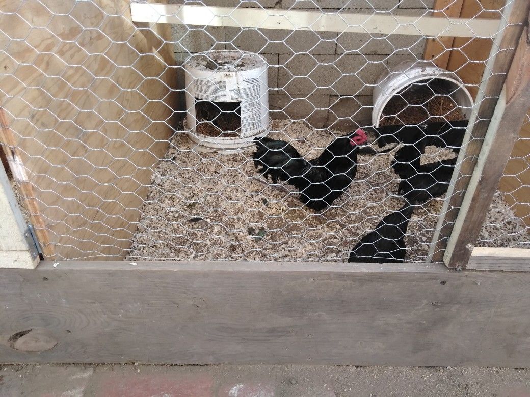 Bantams oegb chickens