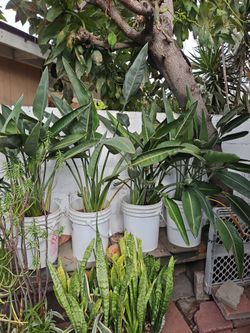 Orange and blue bird of paradise in 5 gallon pots mature so it gives flowers during  summer