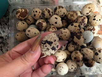 Organic Fresh Quail Eggs