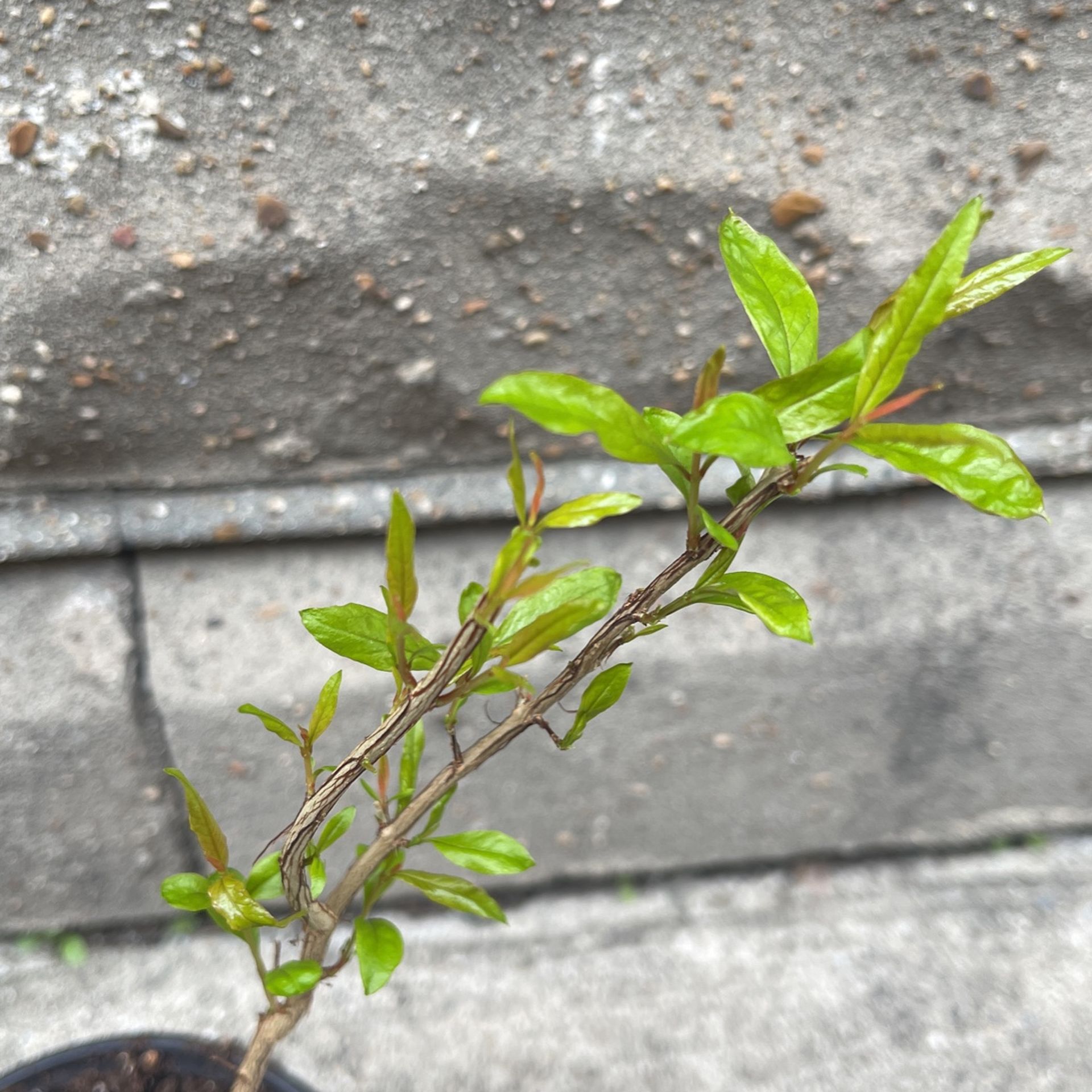 Pomegranate Tree