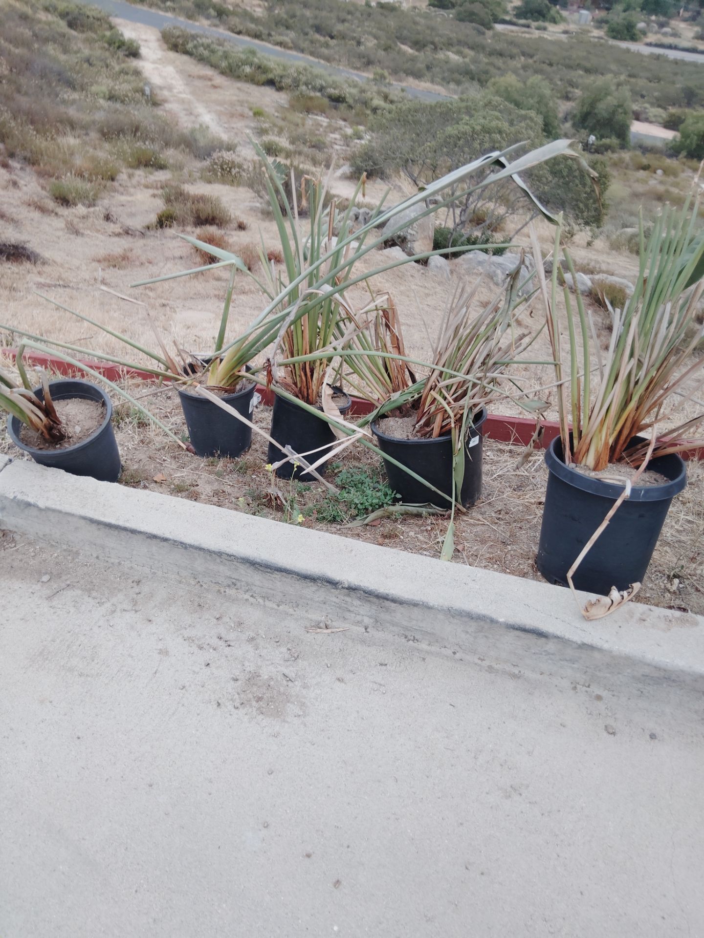 Plants