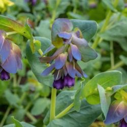 Honeywort Plants