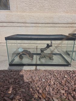 Glass Reptile Tank with Lid and Decor