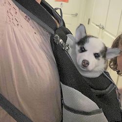 Puppy Bundle : Carrier Back Pack, 2 Training Treat Bags And Collapsible Bowls