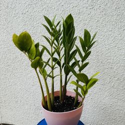 ZZ Plant (Zamioculcas Zamiifolia)