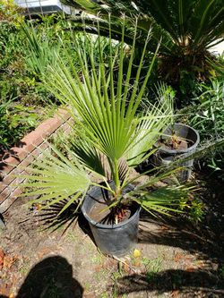 Palm Plant