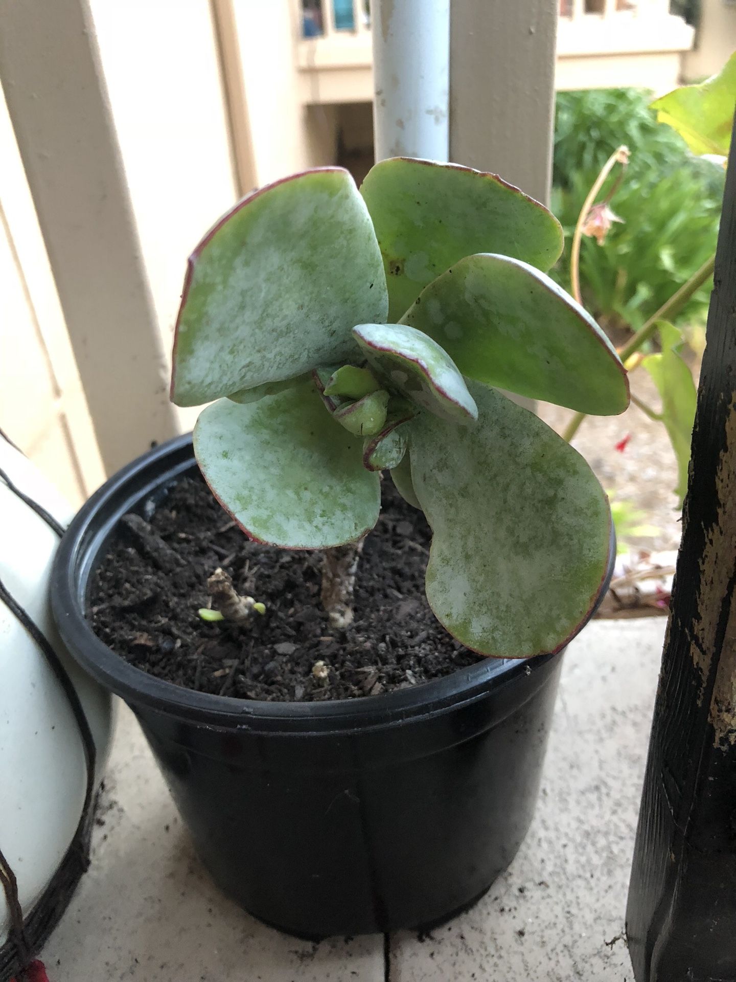 Succulent