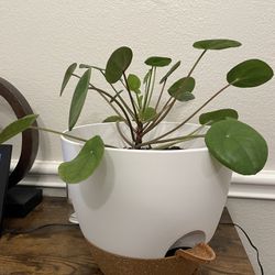 Chinese Dollar Plant with Self-watering Pot
