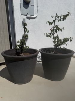2 LARGE PLASTIC POTS ( 24” x 19” )
