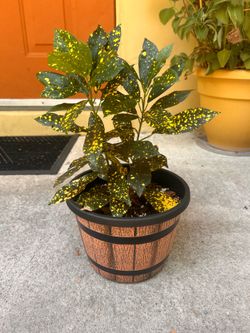 Mixed lot 5 outdoor plants
