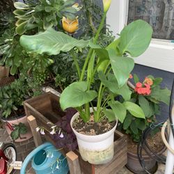 White Flowers Lilies 1 Gallon Pot.
