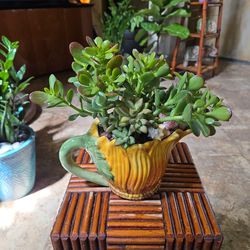 Jade Plant With Succulents In Colorful Ceramic Pot 