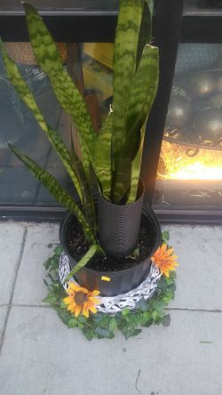 Plant and plant holder wicker floor basket.