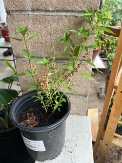 Thai basil