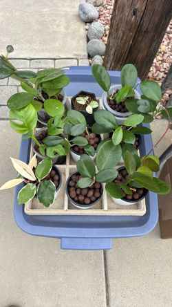 Plant Sale - For Mothers Day!
